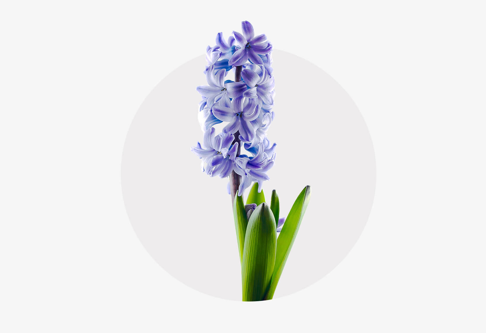 Blaue Hyazinthenblüte