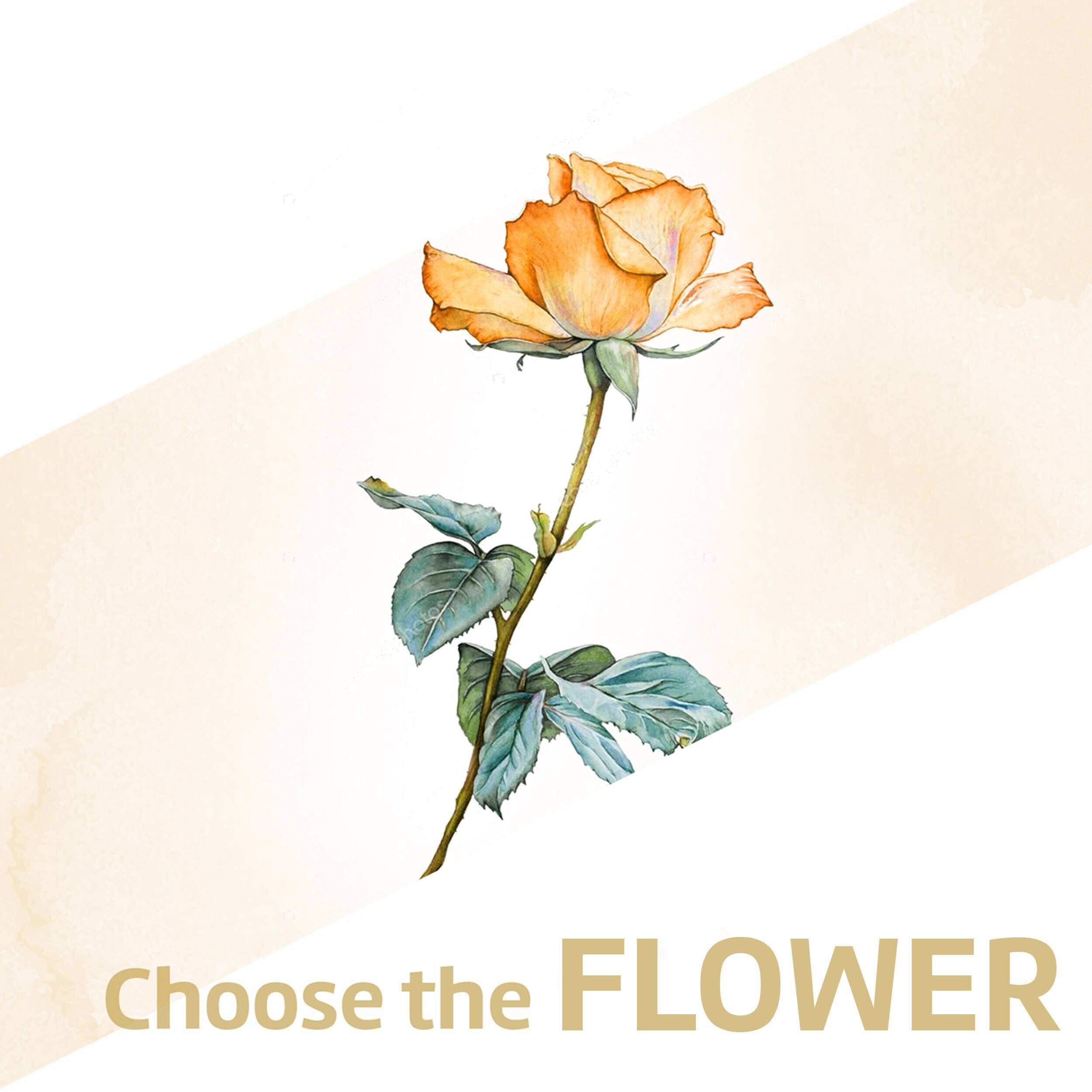 Blume, Pflanze, Rose, Blume, Pflanze, Rose, Blume, Pflanze, Rose, Blume, Pflanze, Rose, Blume, Pflanze, Rose, Blume, Pflanze, Rose, Blume, Pflanze, Rose, Blume, Pflanze, Rose, Blume, Pflanze, Rose, Blume, Pflanze, Rose, Blume, Pflanze, Rose