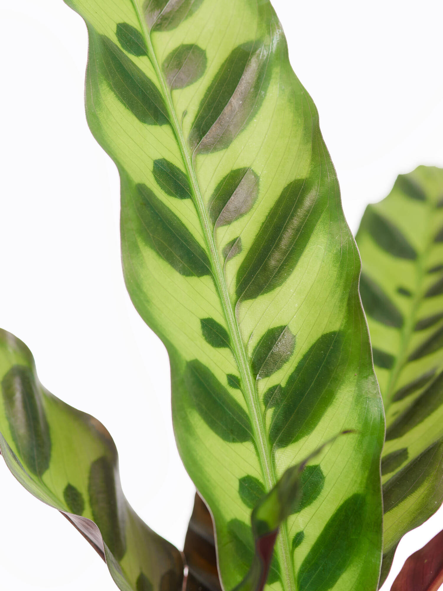 Calathea