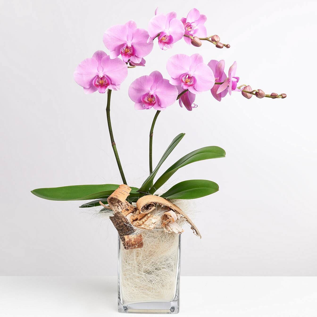 Blume, Pflanze, Blumen-Arrangement, Ikebana, Orchidee, Blume, Pflanze, Blumen-Arrangement, Ikebana, Orchidee, Blume, Pflanze, Blumen-Arrangement, Ikebana, Orchidee, Blume, Pflanze, Blumen-Arrangement, Ikebana, Orchidee