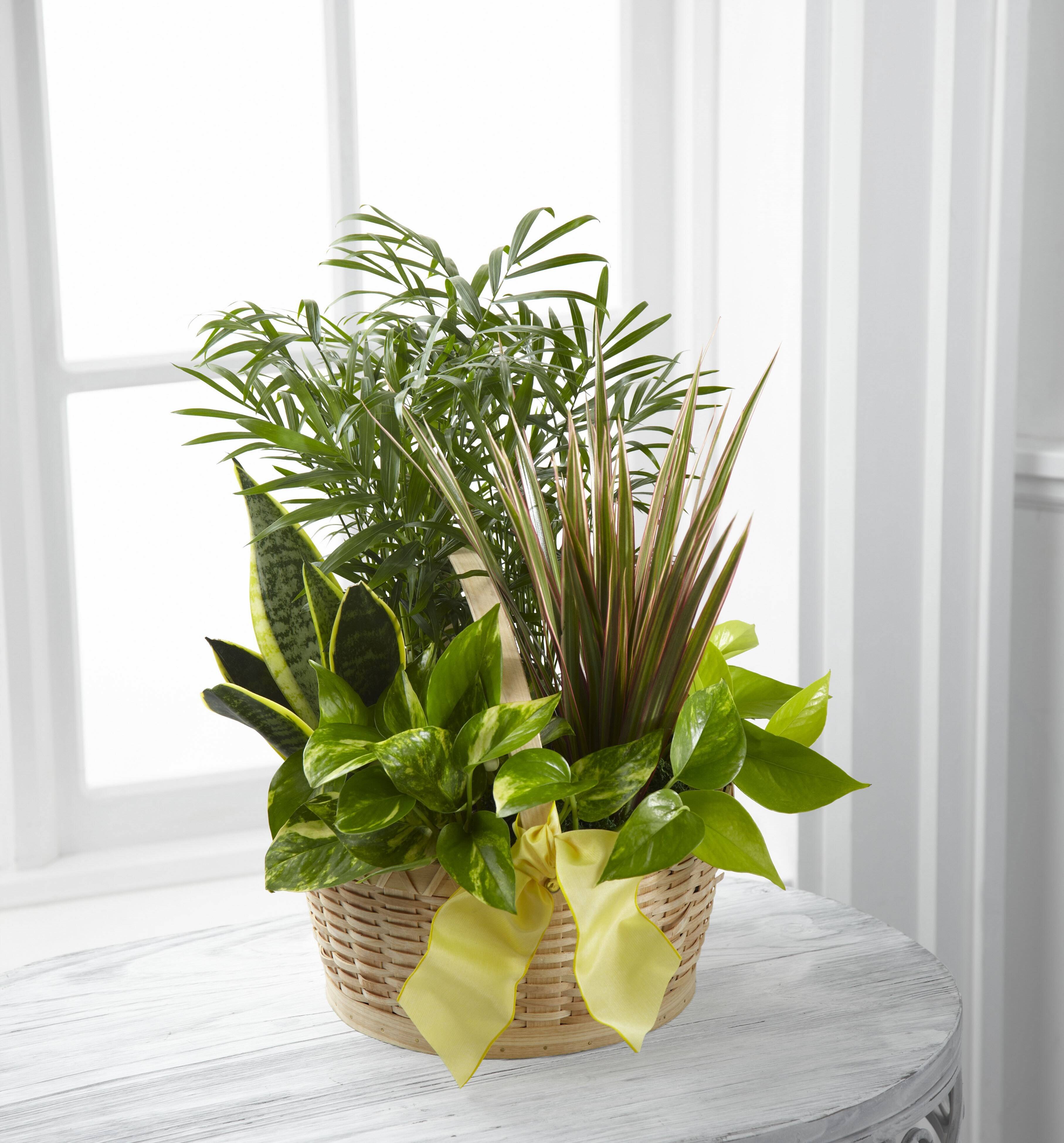 Blume, Blumen-Arrangement, Pflanze, Blumenstrauß, Blume, Blumen-Arrangement, Pflanze, Blumenstrauß, Blume, Blumen-Arrangement, Pflanze, Blumenstrauß, Blume, Blumen-Arrangement, Pflanze, Blumenstrauß, Blume, Blumen-Arrangement, Pflanze, Blumenstrauß