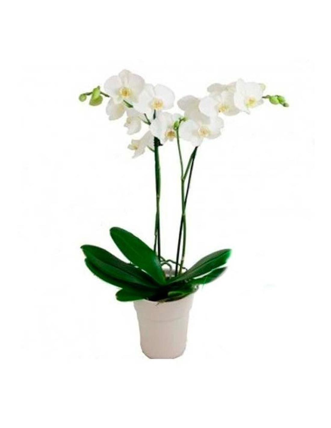 Blume, Pflanze, Orchidee, Blumen-Arrangement, Blume, Pflanze, Orchidee, Blumen-Arrangement, Blume, Pflanze, Orchidee, Blumen-Arrangement, Blume, Pflanze, Orchidee, Blumen-Arrangement, Blume, Pflanze, Orchidee, Blumen-Arrangement