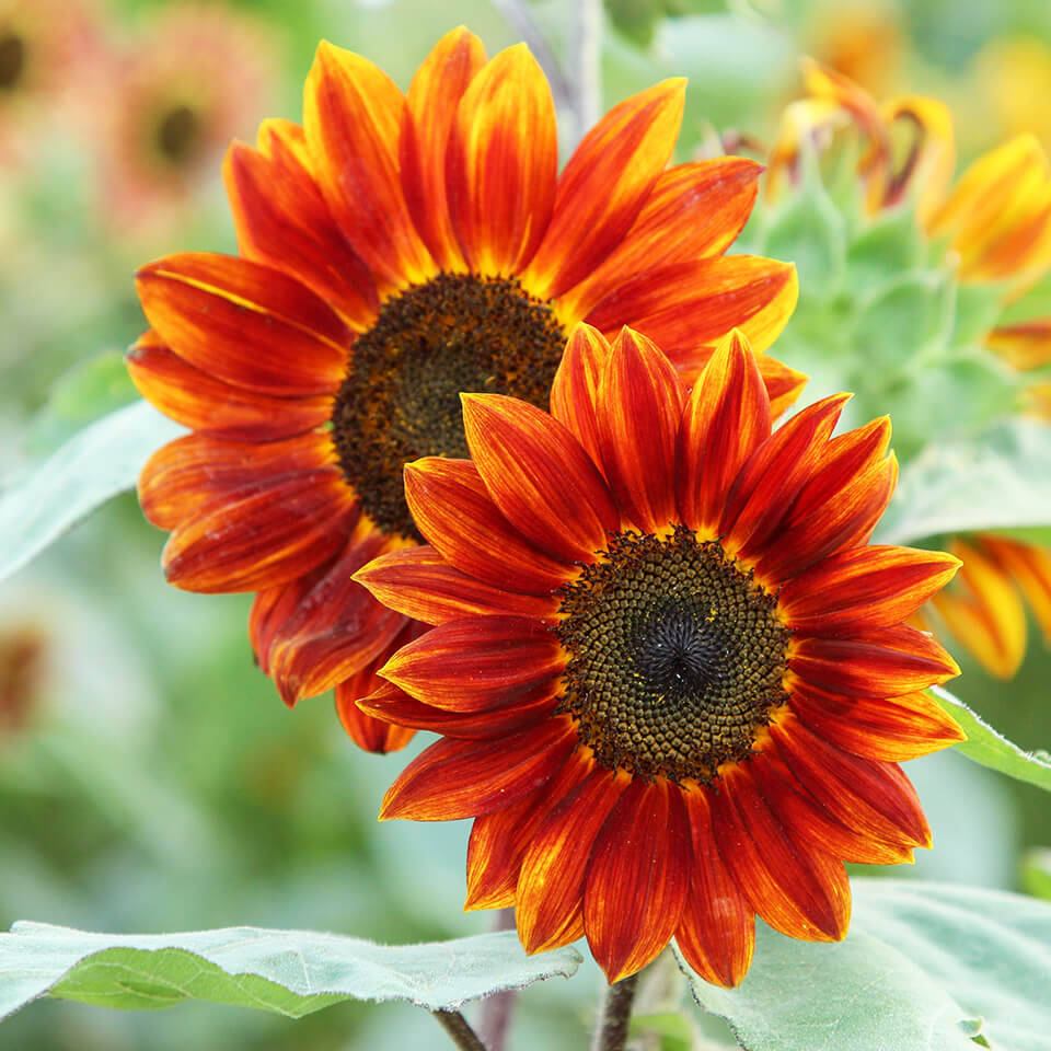 2 rote Sonnenblumen im Garten