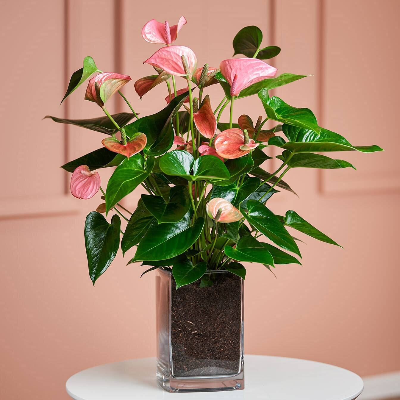 Pflanze, Blume, Blumen-Arrangement, Pflanze, Blume, Blumen-Arrangement, Pflanze, Blume, Blumen-Arrangement, Pflanze, Blume, Blumen-Arrangement, Pflanze, Blume, Blumen-Arrangement, Pflanze, Blume, Blumen-Arrangement, Pflanze, Blume, Blumen-Arrangement