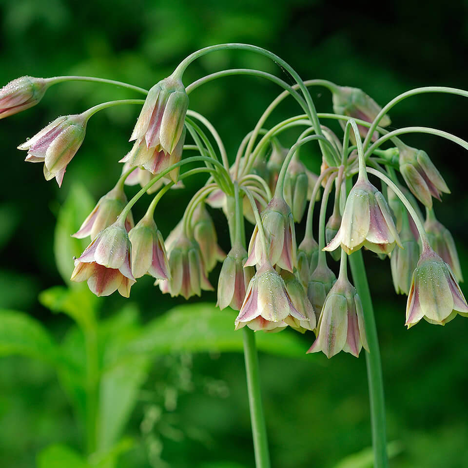 Nectaroscordum Siculum Blüte