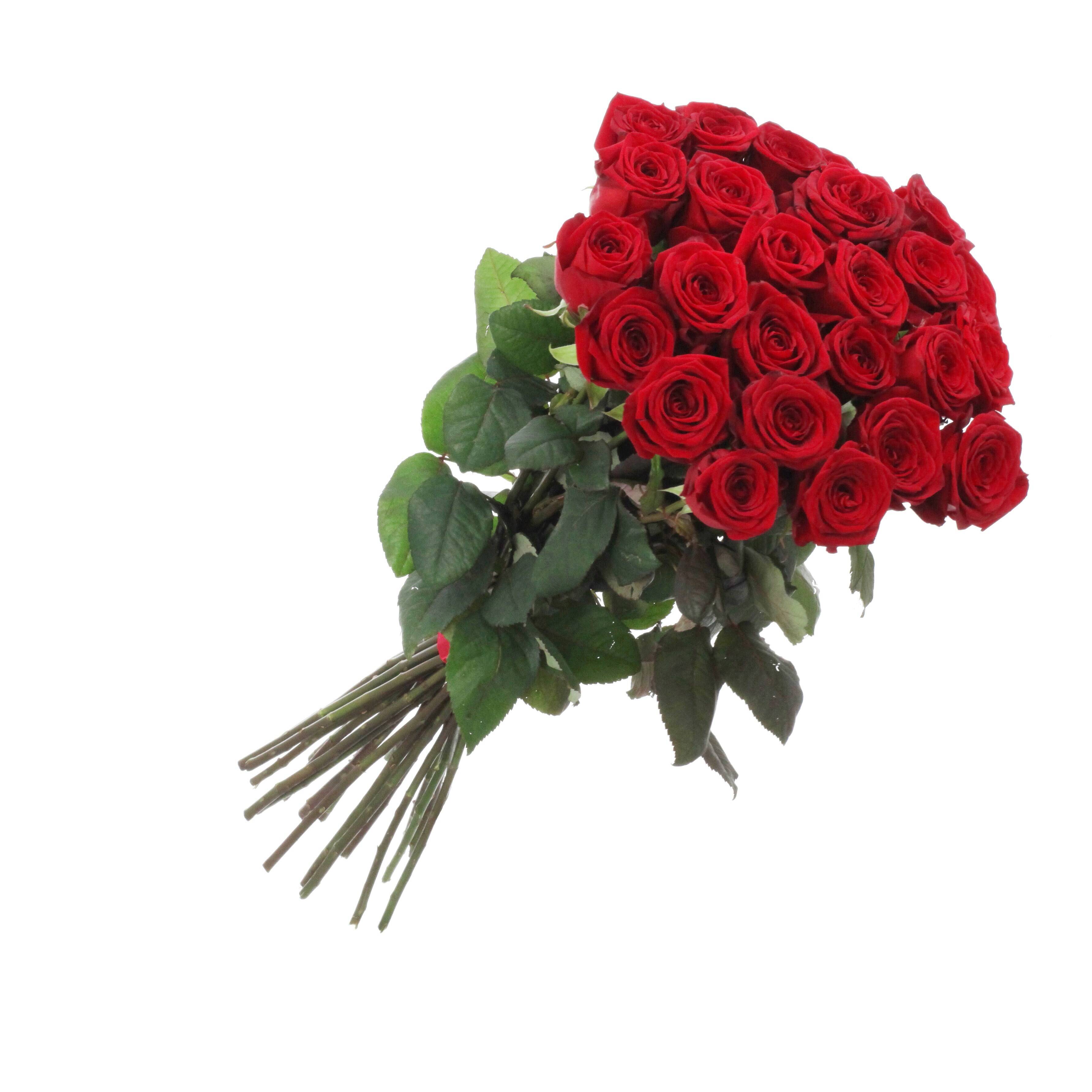 Blume, Blumen-Arrangement, Blumenstrauß, Pflanze, Rose, Blume, Blumen-Arrangement, Blumenstrauß, Pflanze, Rose, Blume, Blumen-Arrangement, Blumenstrauß, Pflanze, Rose, Blume, Blumen-Arrangement, Blumenstrauß, Pflanze, Rose