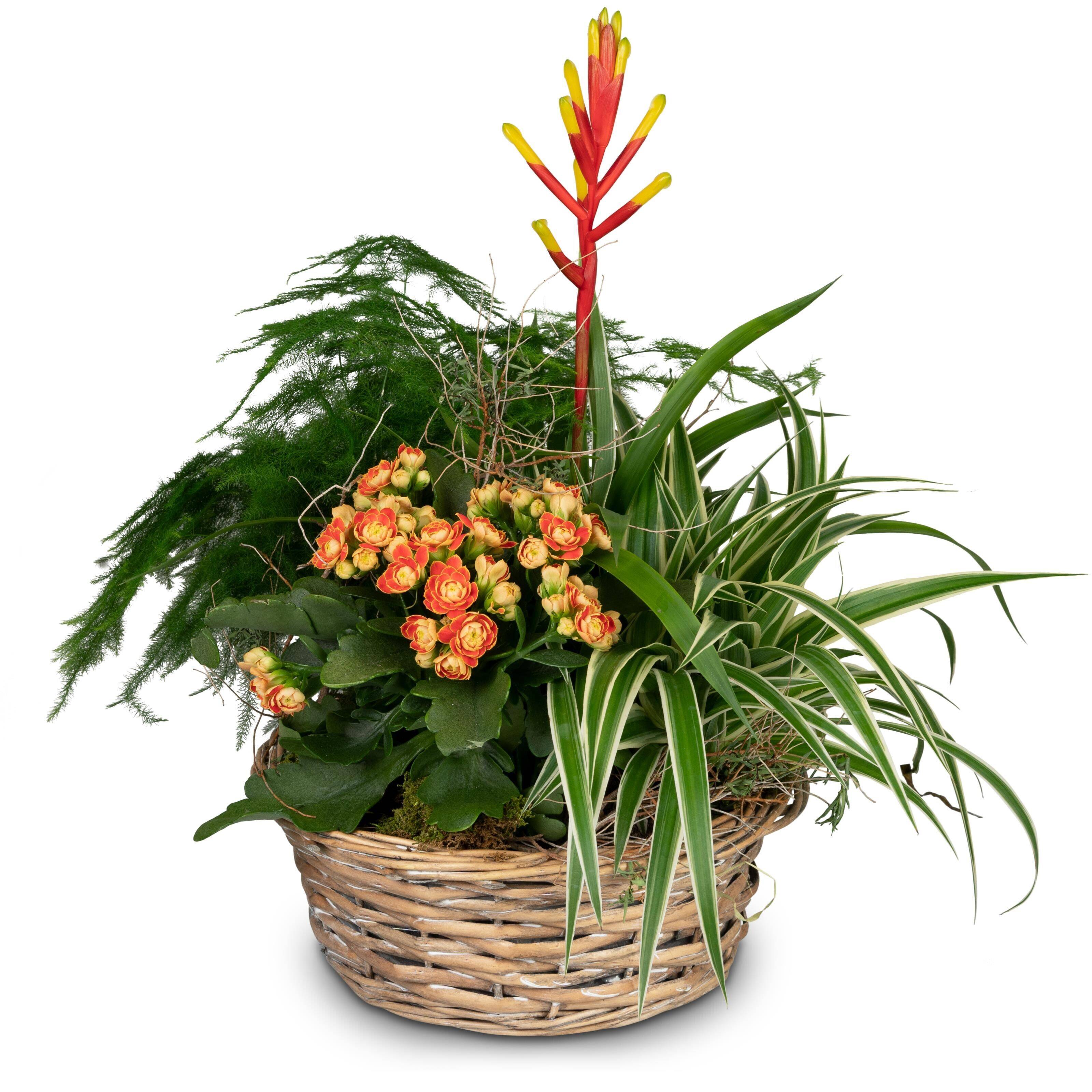Blume, Blumen-Arrangement, Pflanze, Blumenstrauß, Ikebana, Blume, Blumen-Arrangement, Pflanze, Blumenstrauß, Ikebana, Blume, Blumen-Arrangement, Pflanze, Blumenstrauß, Ikebana, Blume, Blumen-Arrangement, Pflanze, Blumenstrauß, Ikebana