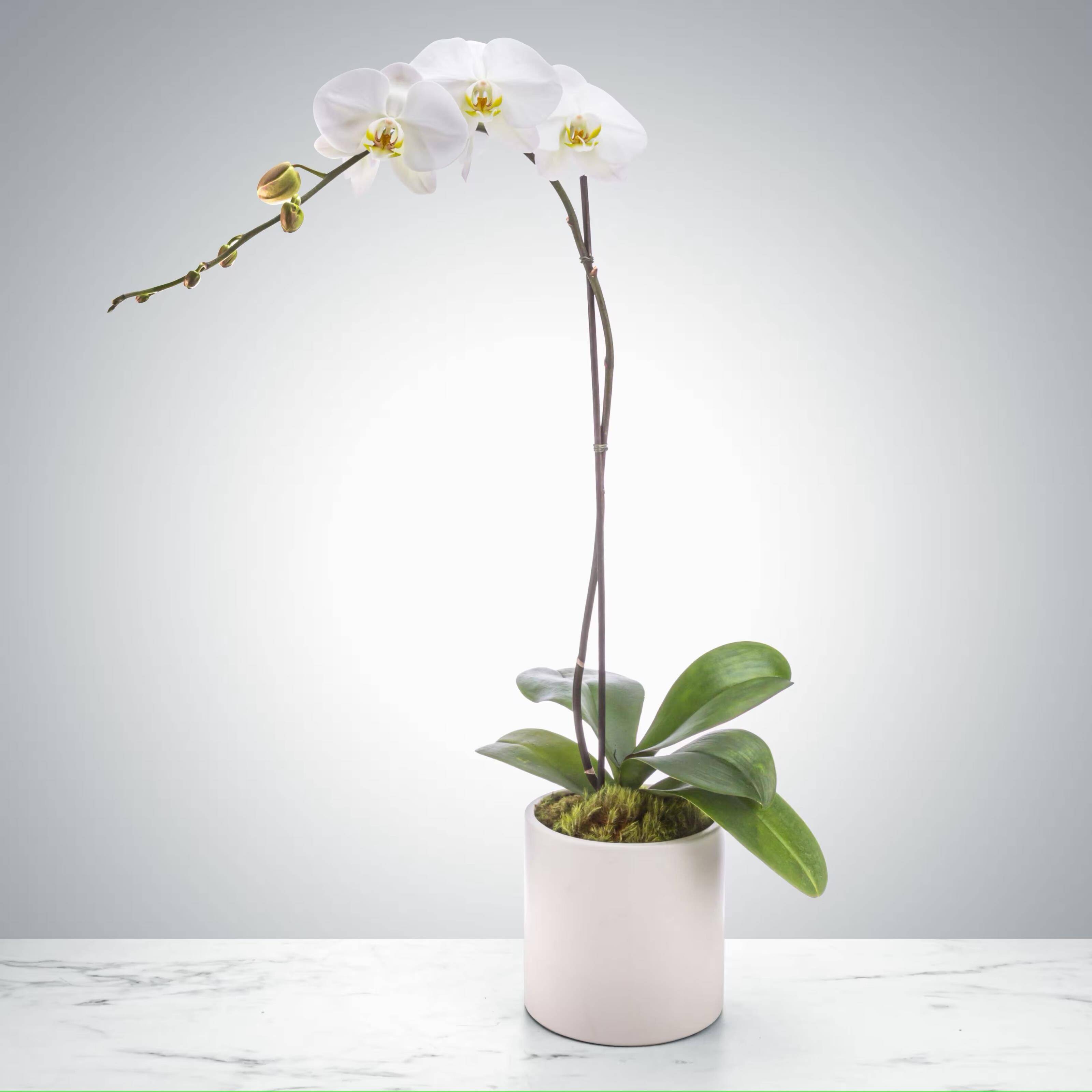 Blume, Pflanze, Blumen-Arrangement, Ikebana, Orchidee, Blume, Pflanze, Blumen-Arrangement, Ikebana, Orchidee, Blume, Pflanze, Blumen-Arrangement, Ikebana, Orchidee, Blume, Pflanze, Blumen-Arrangement, Ikebana, Orchidee