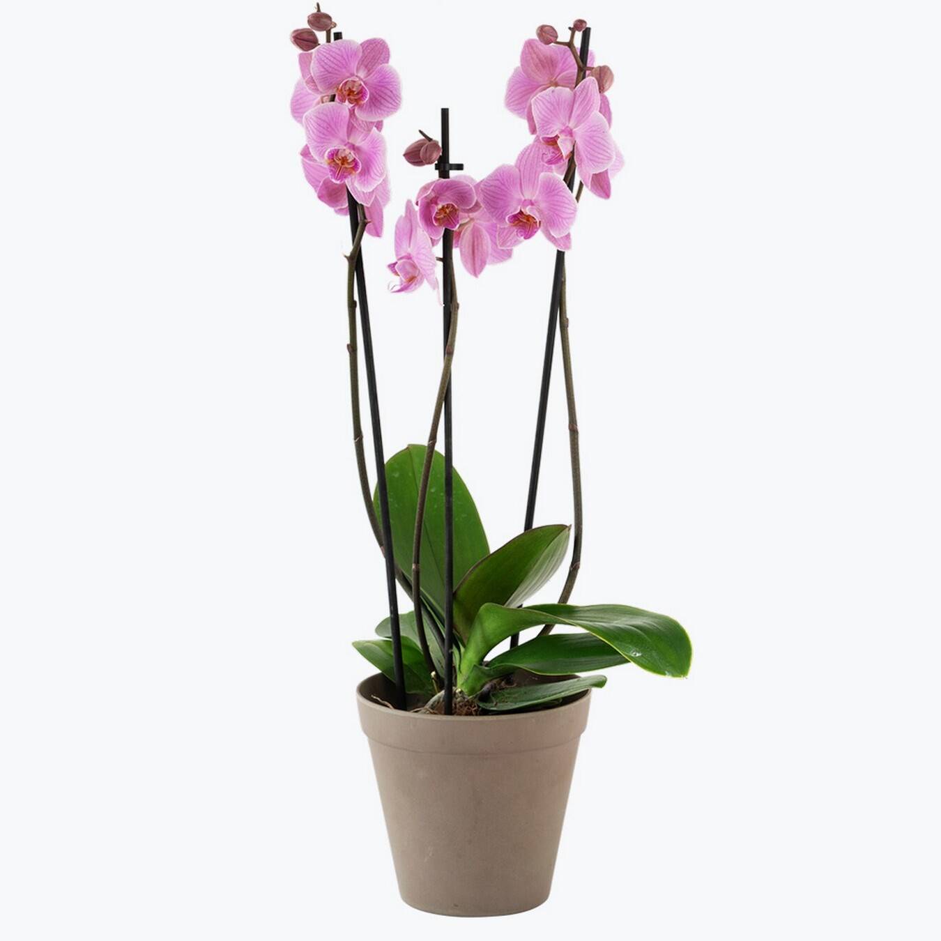 Orchid Pink 242642