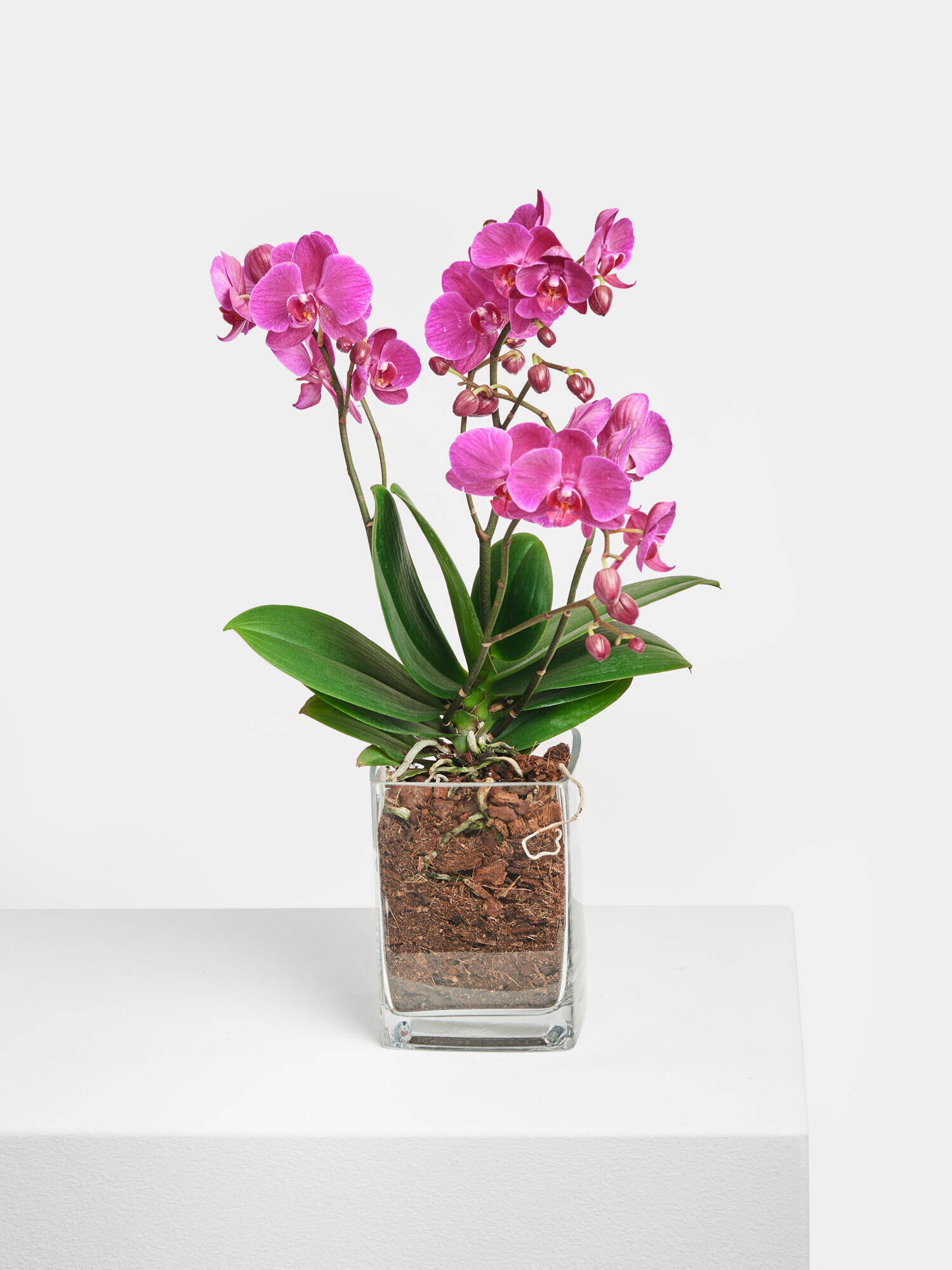 Pinke Orchidee in Vase - Hauptfarbe: Pink