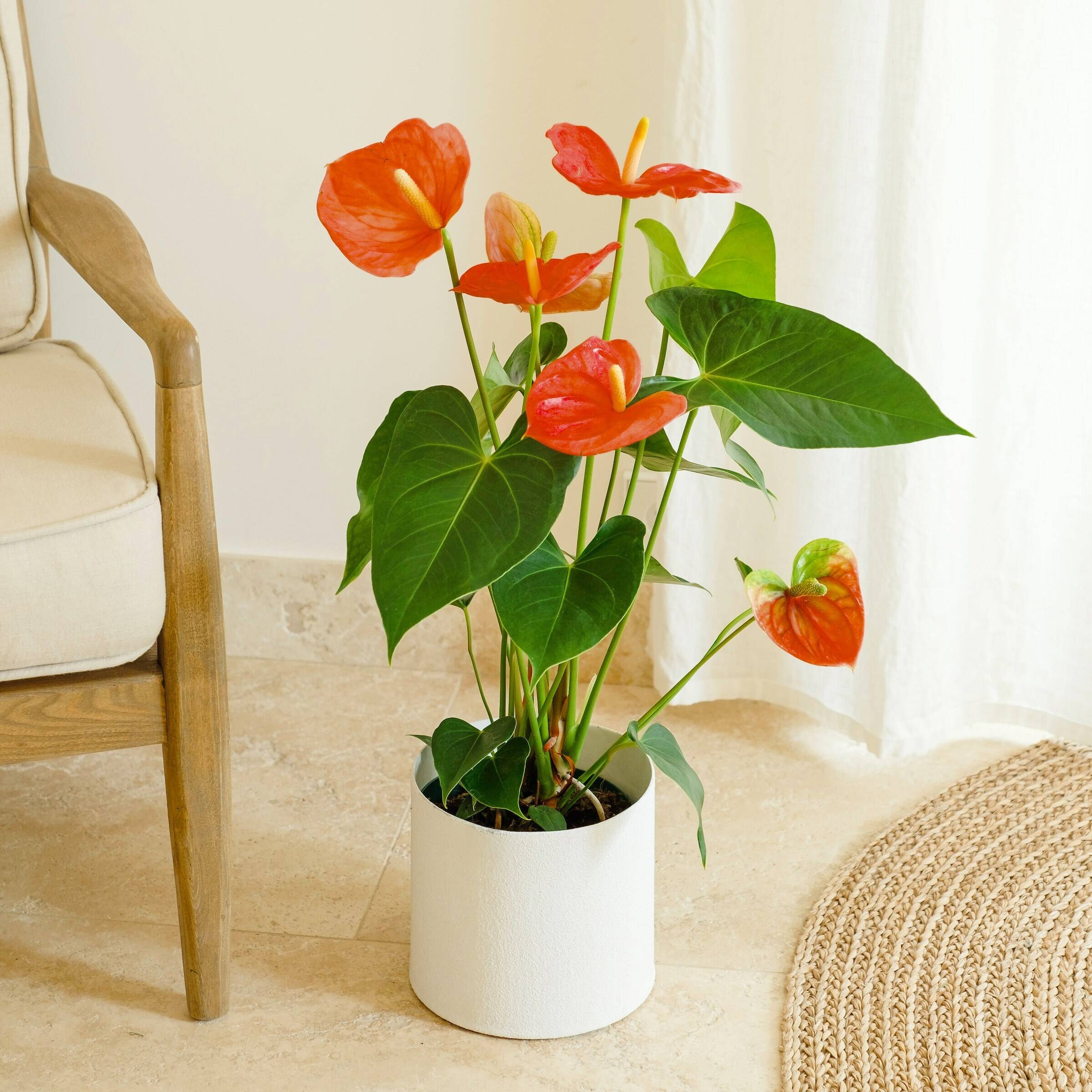 Blume, Pflanze, Blumen-Arrangement, Ikebana, Anthurium, Blume, Pflanze, Blumen-Arrangement, Ikebana, Anthurium, Blume, Pflanze, Blumen-Arrangement, Ikebana, Anthurium, Blume, Pflanze, Blumen-Arrangement, Ikebana, Anthurium