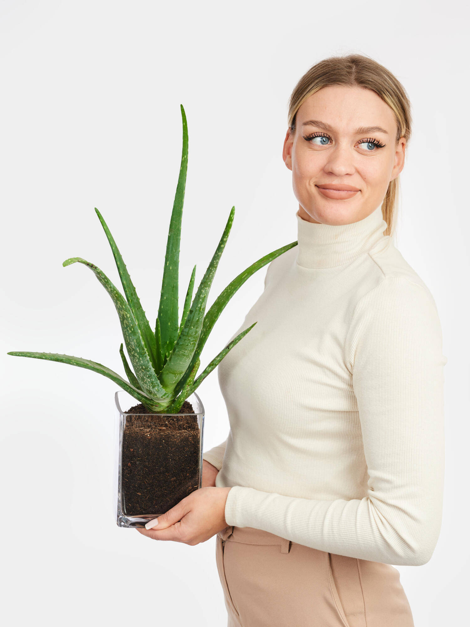 Echte Aloe in Vase