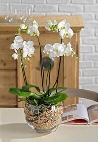 Blume, Blumen-Arrangement, Pflanze, Pflanze im Topf, Orchidee, Blume, Blumen-Arrangement, Pflanze, Pflanze im Topf, Orchidee, Blume, Blumen-Arrangement, Pflanze, Pflanze im Topf, Orchidee, Blume, Blumen-Arrangement, Pflanze, Pflanze im Topf, Orchidee