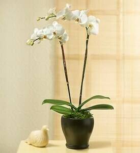 Blume, Pflanze, Blumen-Arrangement, Orchidee, Ikebana, Blume, Pflanze, Blumen-Arrangement, Orchidee, Ikebana, Blume, Pflanze, Blumen-Arrangement, Orchidee, Ikebana, Blume, Pflanze, Blumen-Arrangement, Orchidee, Ikebana