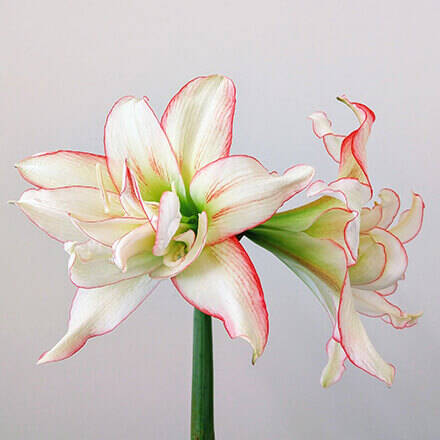 Blüte einer Amaryllis