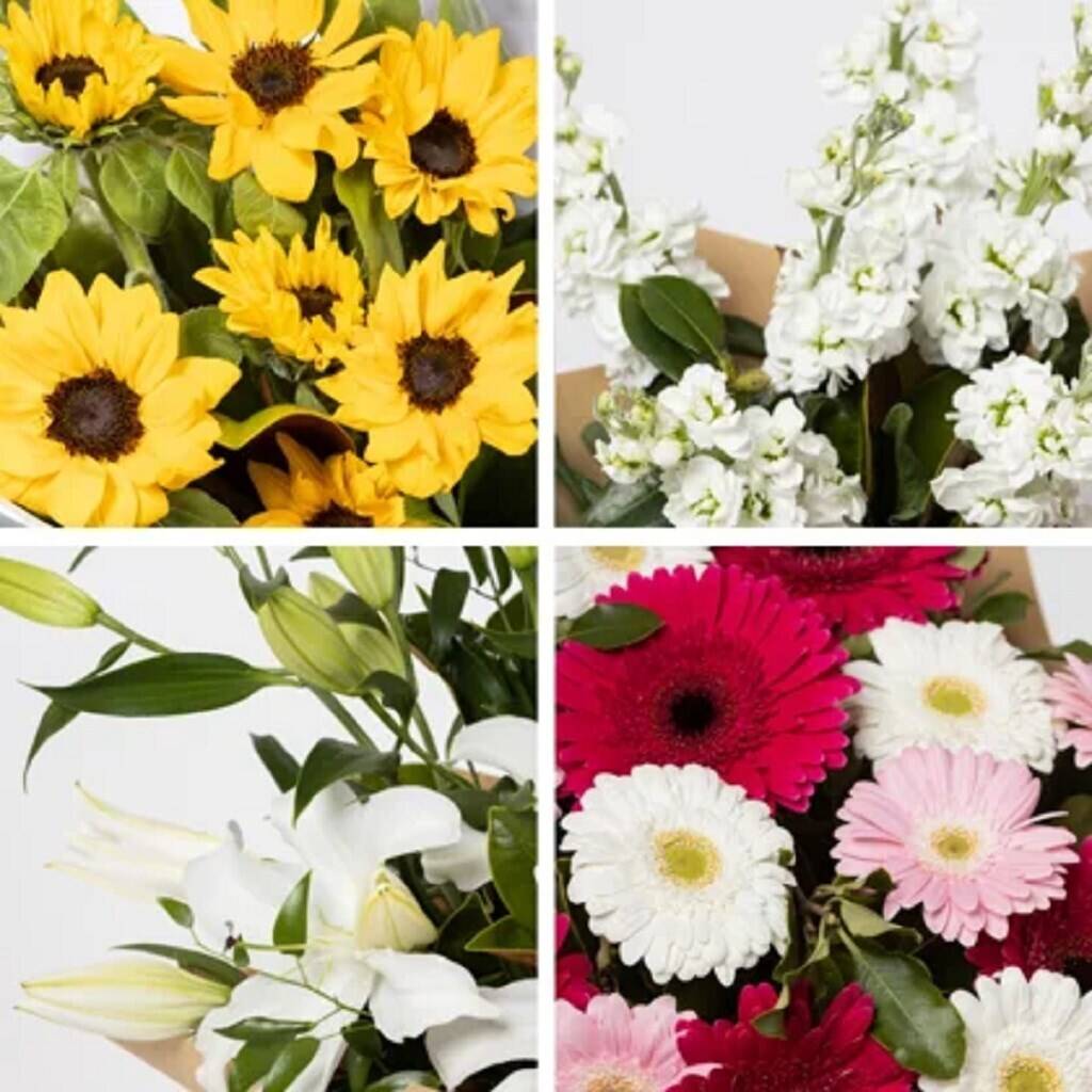 Gänseblümchen, Blume, Blütenblatt, Blumen-Arrangement, Anemone, Gänseblümchen, Blume, Blütenblatt, Blumen-Arrangement, Anemone, Gänseblümchen, Blume, Blütenblatt, Blumen-Arrangement, Anemone, Gänseblümchen, Blume, Blütenblatt, Blumen-Arrangement, Anemone