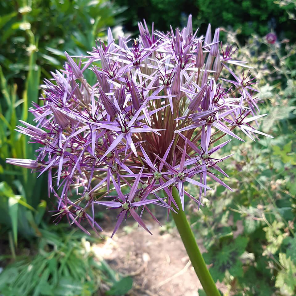 Allium Blüte Christophii