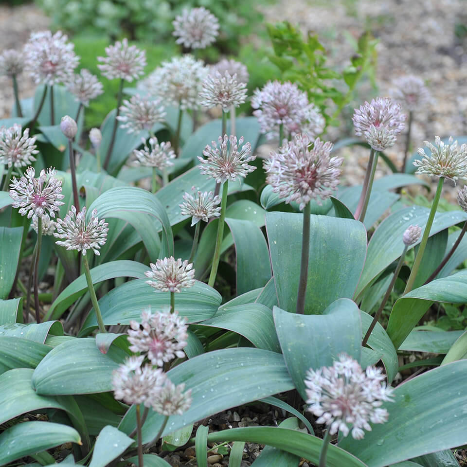 Allium Blüte Karataviense