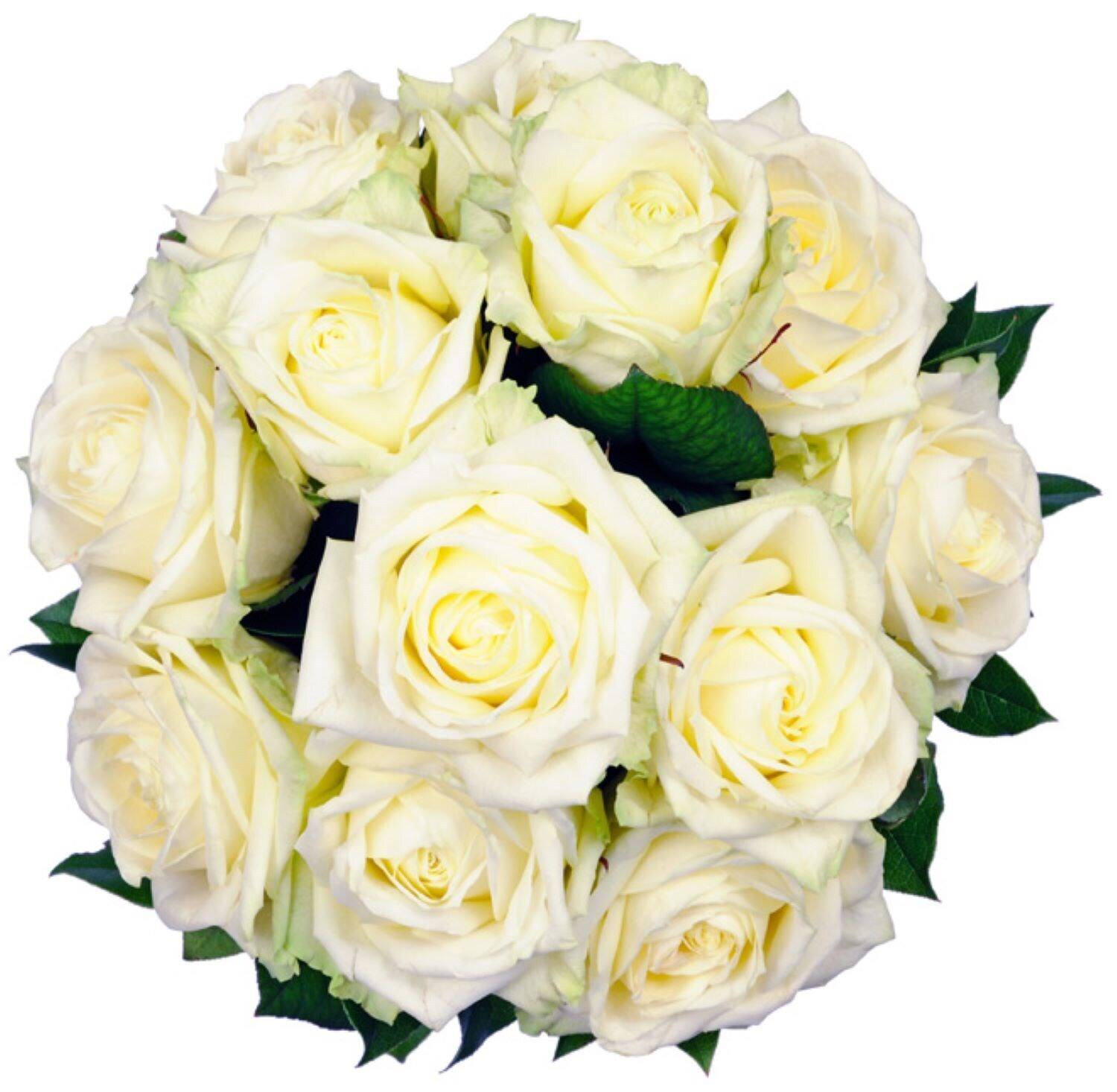 Blume, Pflanze, Rose, Blumen-Arrangement, Blumenstrauß, Blume, Pflanze, Rose, Blumen-Arrangement, Blumenstrauß, Blume, Pflanze, Rose, Blumen-Arrangement, Blumenstrauß, Blume, Pflanze, Rose, Blumen-Arrangement, Blumenstrauß