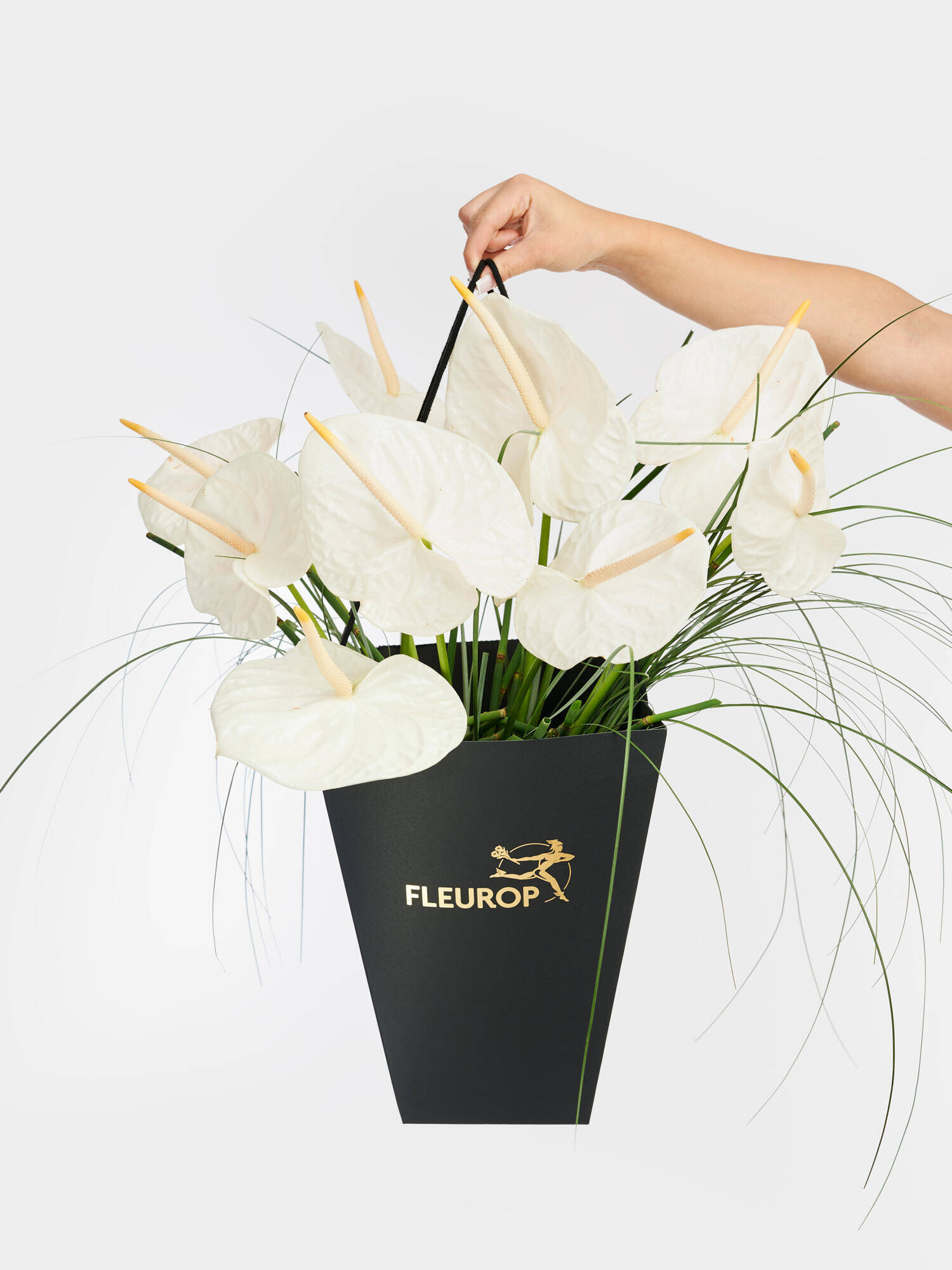 Heaven in Paradise - Main Colors: WHITE