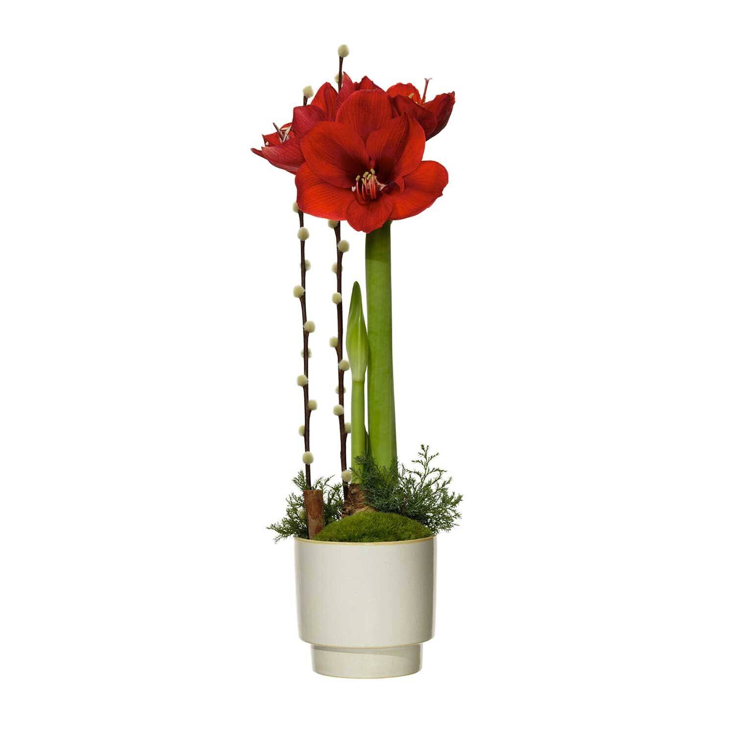 Blume, Pflanze, Blumen-Arrangement, Topfpflanze, Geranie, Blume, Pflanze, Blumen-Arrangement, Topfpflanze, Geranie, Blume, Pflanze, Blumen-Arrangement, Topfpflanze, Geranie, Blume, Pflanze, Blumen-Arrangement, Topfpflanze, Geranie