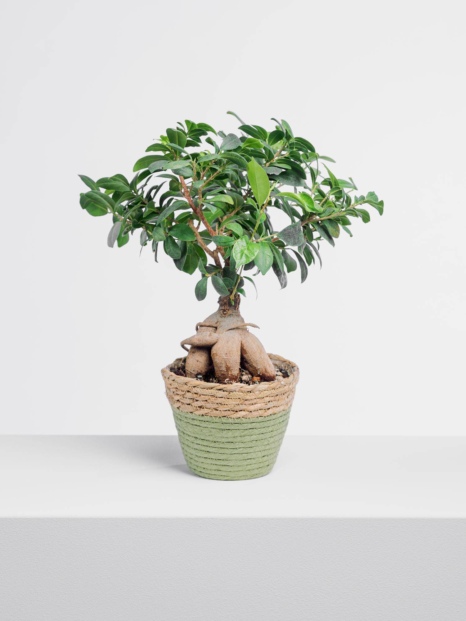 Ficus Green Asia 