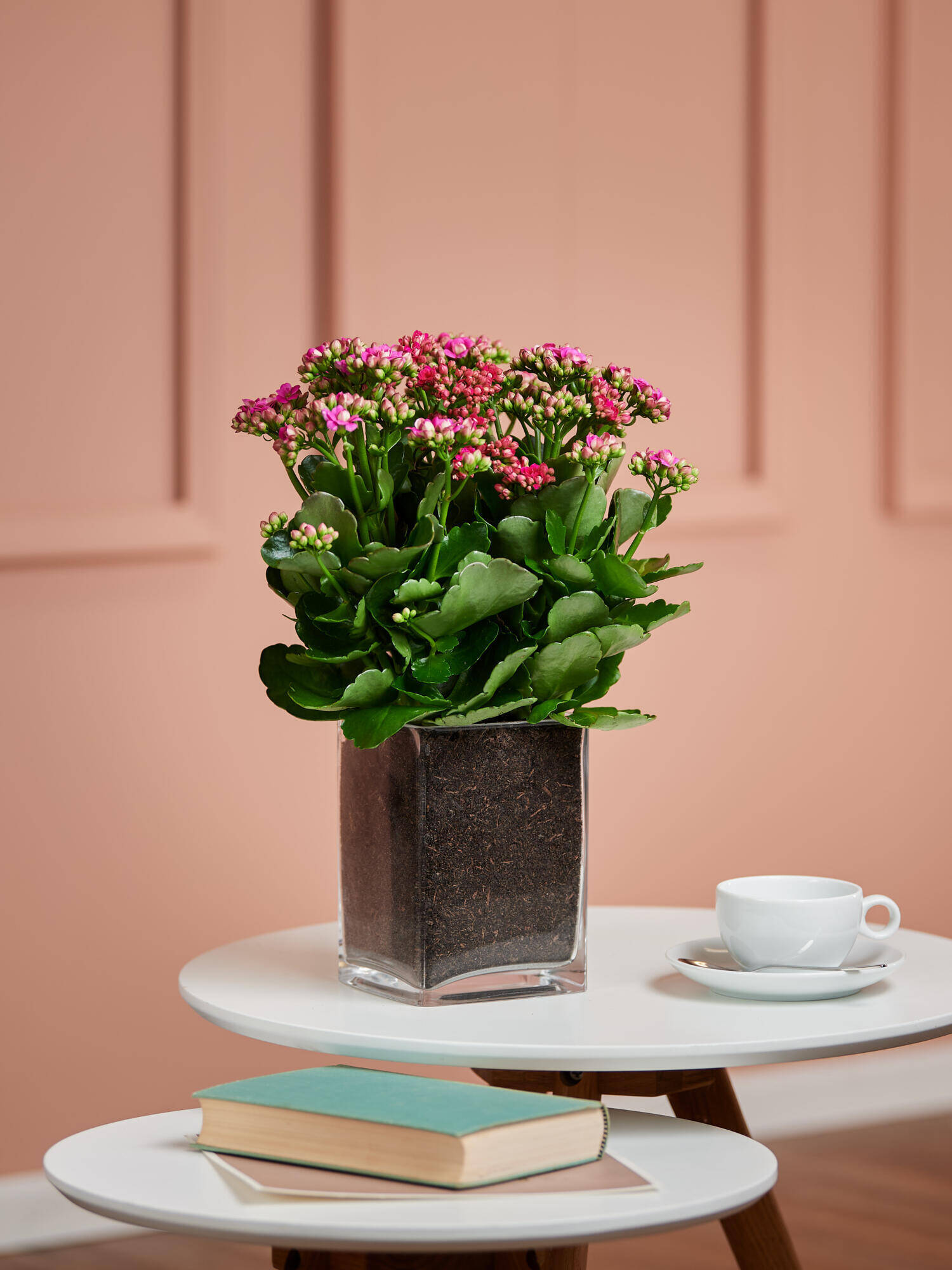 Flammendes Käthchen in Vase - Hauptfarbe: Pink, Rosa