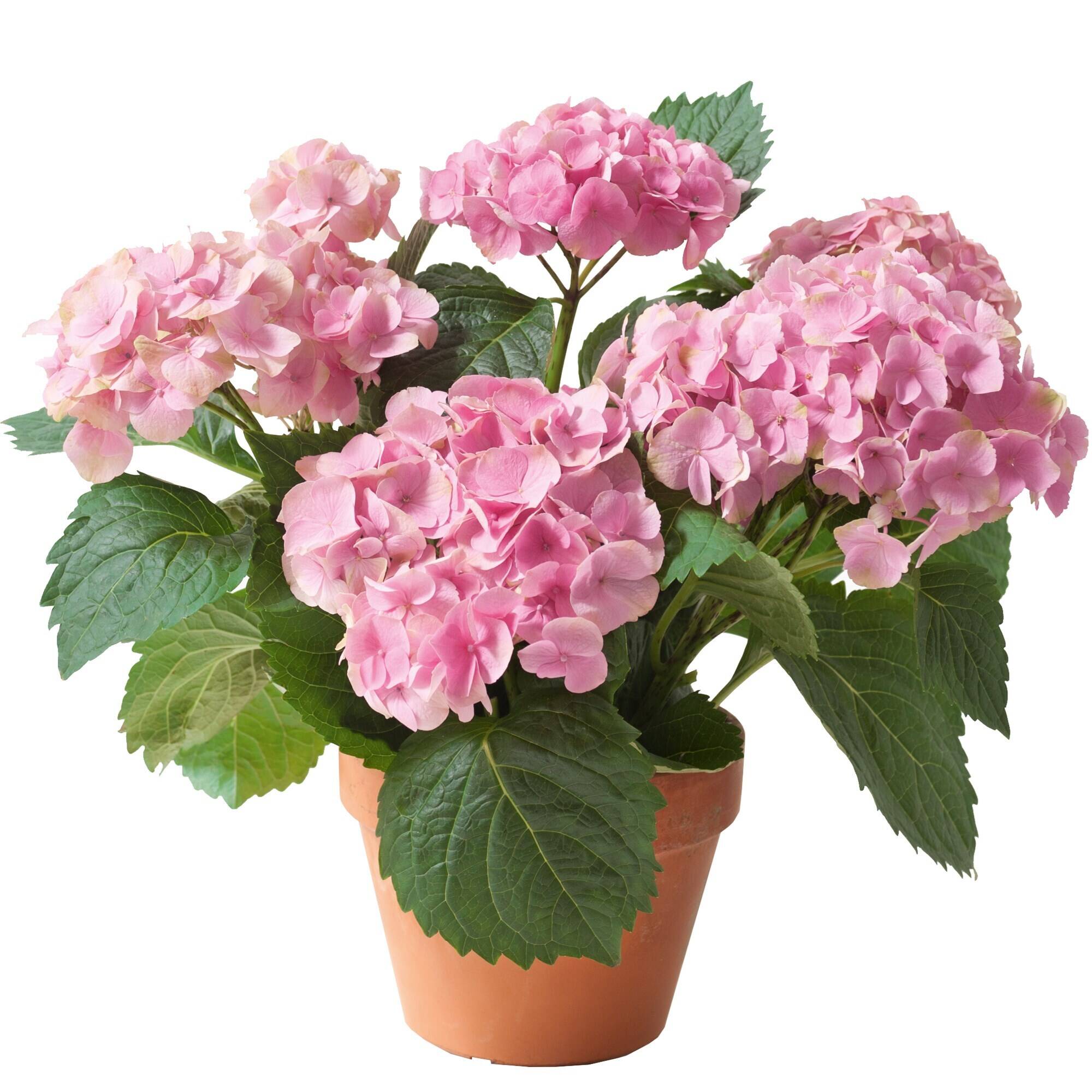 Blume, Geranie, Pflanze, Blumen-Arrangement, Blumenstrauß, Blume, Geranie, Pflanze, Blumen-Arrangement, Blumenstrauß, Blume, Geranie, Pflanze, Blumen-Arrangement, Blumenstrauß, Blume, Geranie, Pflanze, Blumen-Arrangement, Blumenstrauß