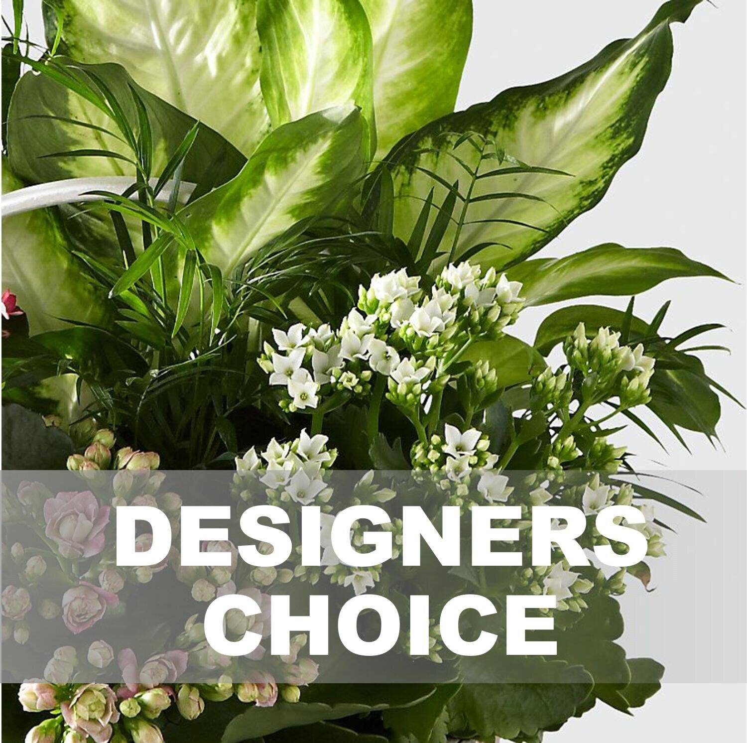 Blume, Blumen-Arrangement, Pflanze, Blumenstrauß, Kräuterig, Blume, Blumen-Arrangement, Pflanze, Blumenstrauß, Kräuterig, Blume, Blumen-Arrangement, Pflanze, Blumenstrauß, Kräuterig, Blume, Blumen-Arrangement, Pflanze, Blumenstrauß, Kräuterig