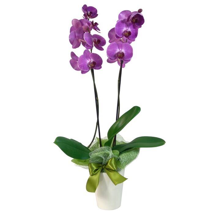 Blume, Pflanze, Orchidee, Blume, Pflanze, Orchidee, Blume, Pflanze, Orchidee, Blume, Pflanze, Orchidee, Blume, Pflanze, Orchidee, Blume, Pflanze, Orchidee, Blume, Pflanze, Orchidee, Blume, Pflanze, Orchidee, Blume, Pflanze, Orchidee