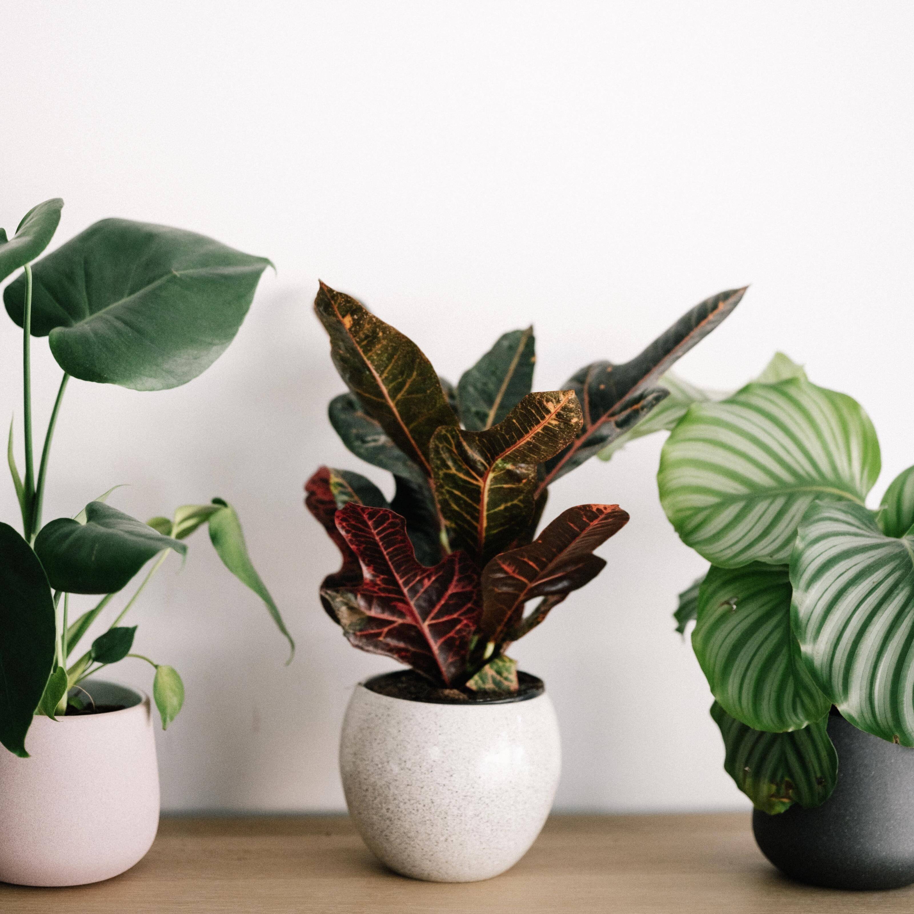 Pflanze, Topfpflanze, Croton, bunte Blätter, Zimmerpflanze, Pflanze, Topfpflanze, Croton, Zimmerpflanze, Grünpflanze, Pflanze, Topfpflanze, Croton, Croton-Pflanze, Grüne Blätter
