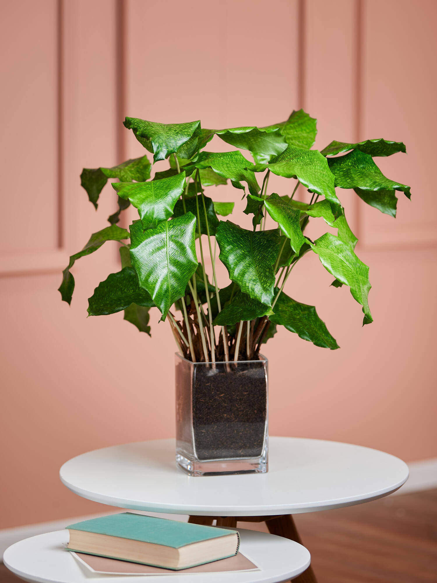 Calathea 'Network' in Vase - Main Colors: GREEN