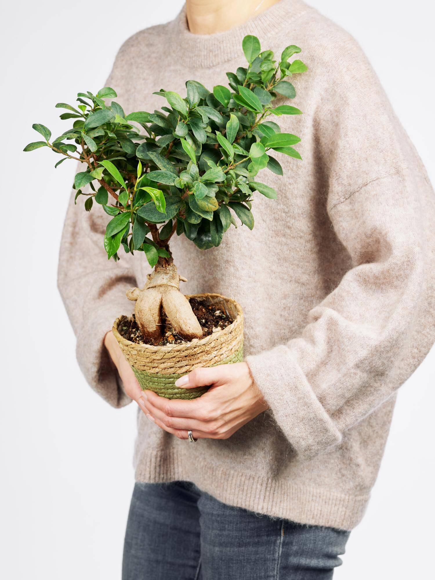 Ficus Green Asia 