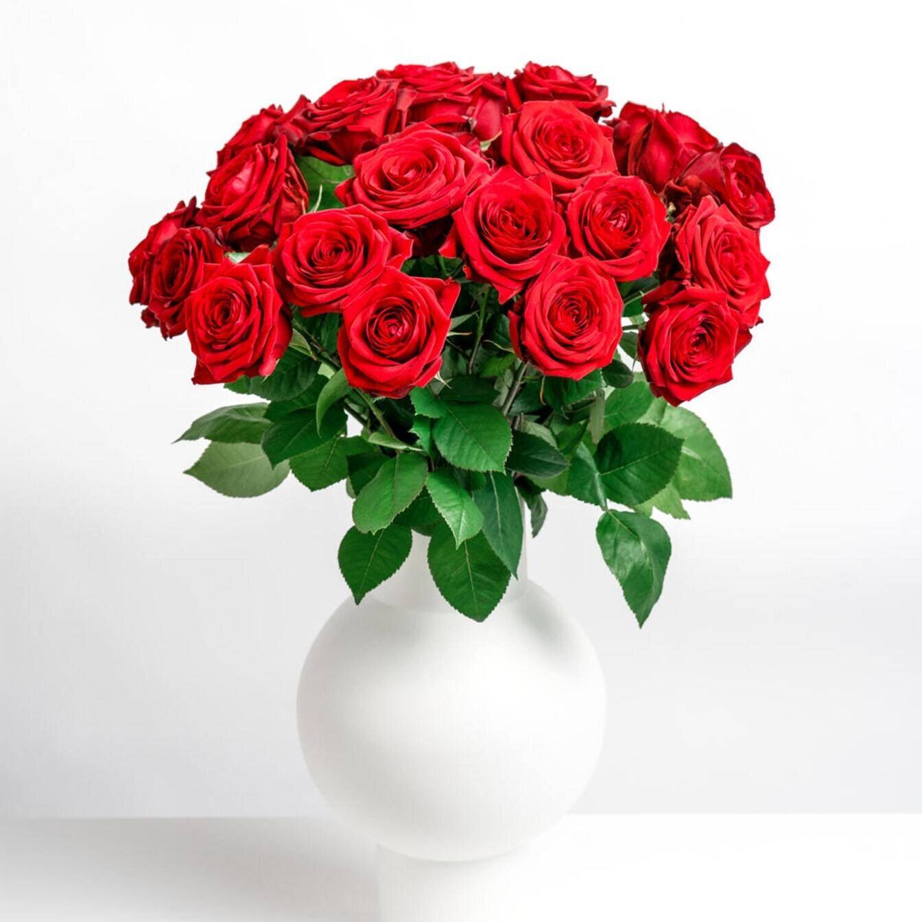 Blume, Rose, Blumen-Arrangement, Blumenstrauß, Topfpflanze, Blume, Rose, Blumen-Arrangement, Blumenstrauß, Topfpflanze, Blume, Rose, Blumen-Arrangement, Blumenstrauß, Topfpflanze, Blume, Rose, Blumen-Arrangement, Blumenstrauß, Topfpflanze