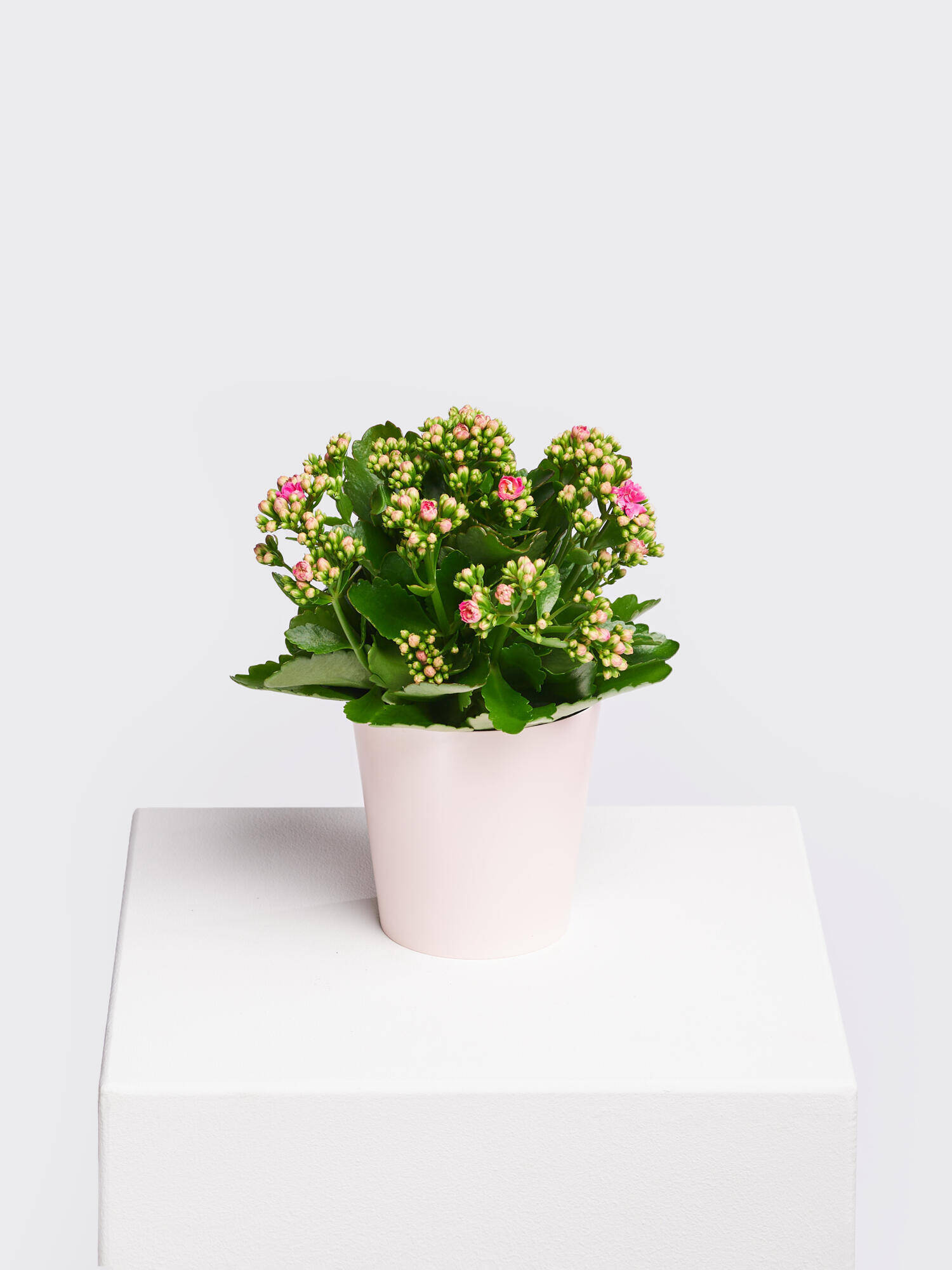 Kalanchoe 'Lucky' - Main Colors: PINK