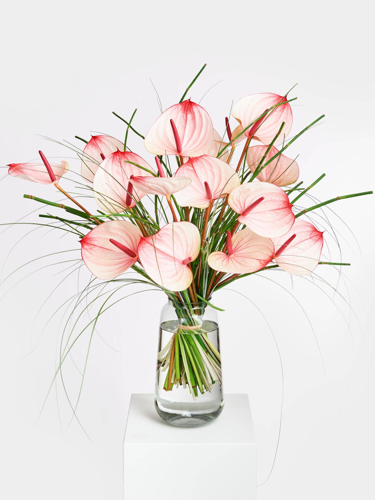 Dreamful Magic Worlds - Main Colors: GREEN, ROSE