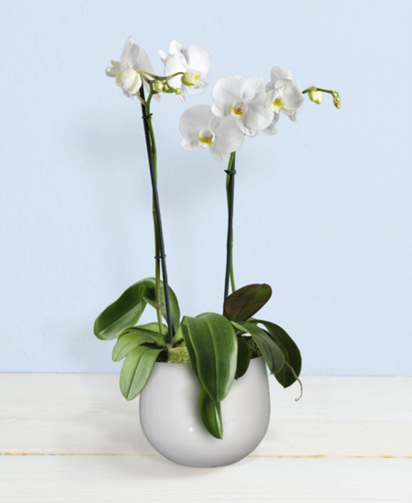 Pflanze, Blume, Blumen-Arrangement, Ikebana, Orchidee, Pflanze, Blume, Blumen-Arrangement, Ikebana, Orchidee, Pflanze, Blume, Blumen-Arrangement, Ikebana, Orchidee, Pflanze, Blume, Blumen-Arrangement, Ikebana, Orchidee