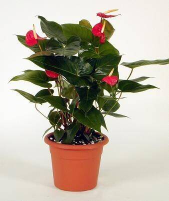 Anthurium