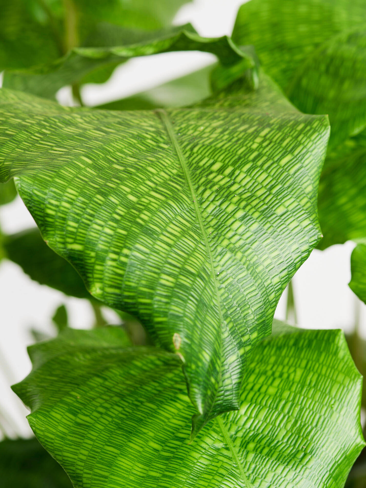 Calathea 'Network' in Vase - Main Colors: GREEN