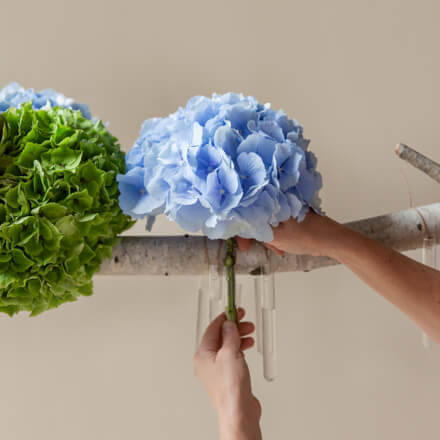 Ein am Birkenast hängendes Reagenzglas wird mit einer blauen Hortensie befüllt