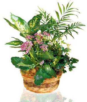 Pflanze, Pflanze im Topf, Pflanzgefäß, Blumen-Arrangement, Blatt, Pflanze, Pflanze im Topf, Pflanzgefäß, Blumen-Arrangement, Blatt, Pflanze, Pflanze im Topf, Pflanzgefäß, Blumen-Arrangement, Blatt, Blumenarrangement, Korb, Pflanzen, Grünpflanzen, Blüten