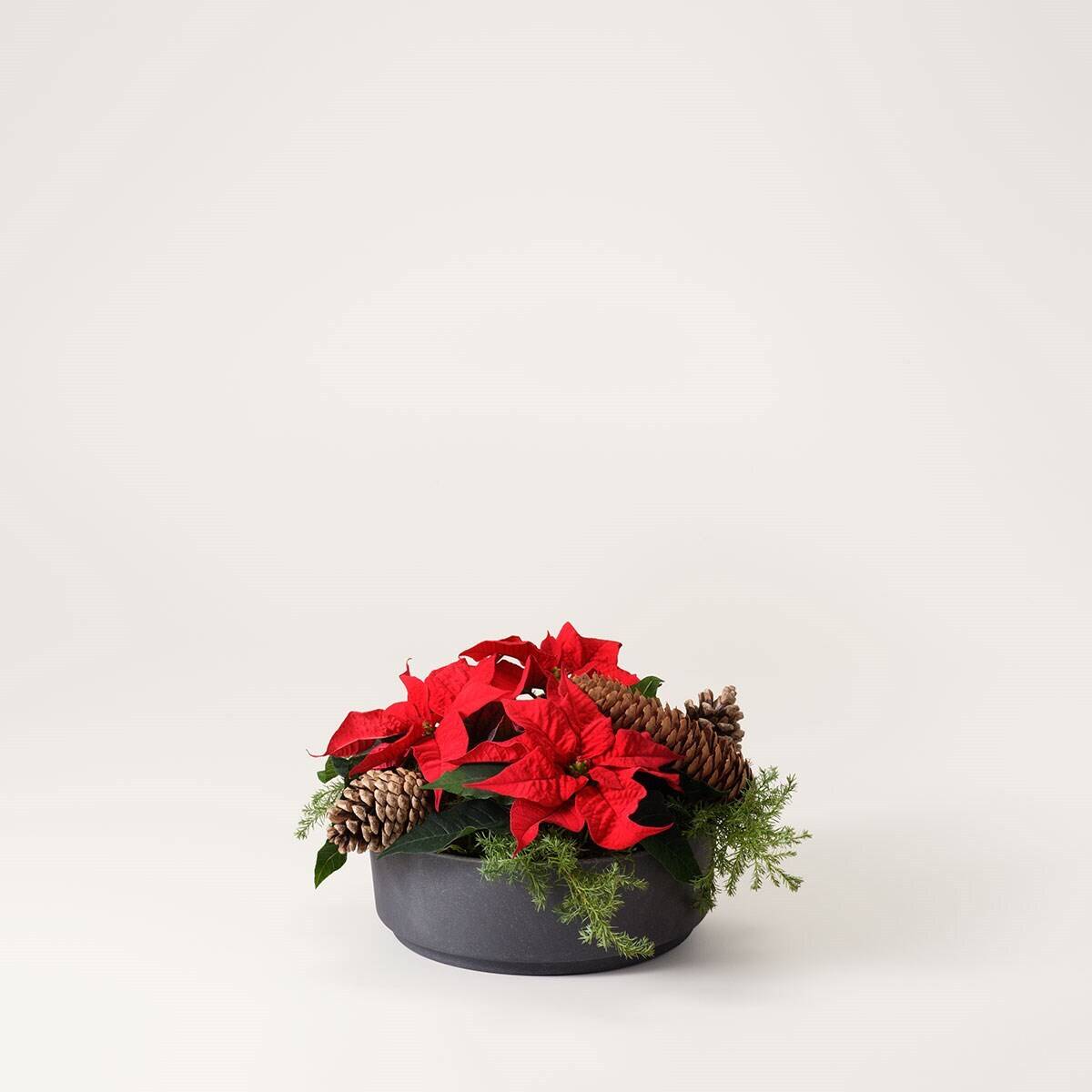 Blume, Blumen-Arrangement, Geranie, Topfpflanze, Blumenstrauß, Blume, Blumen-Arrangement, Geranie, Topfpflanze, Blumenstrauß, Blume, Blumen-Arrangement, Geranie, Topfpflanze, Blumenstrauß