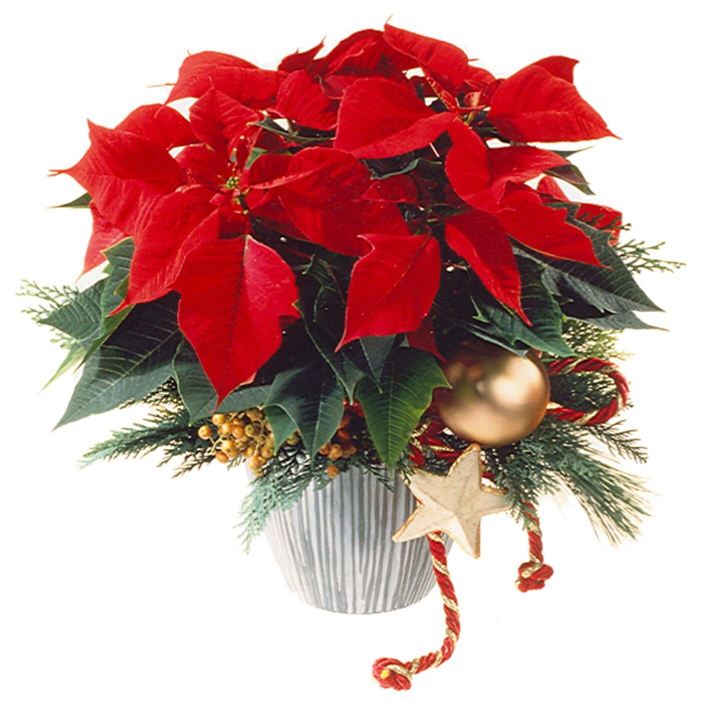 poinsettie, Blumenarrangement, Weihnachtsmitte, rote Poinsettie, Topfvasen