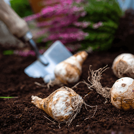 Einzelne Knollen liegen im Beet