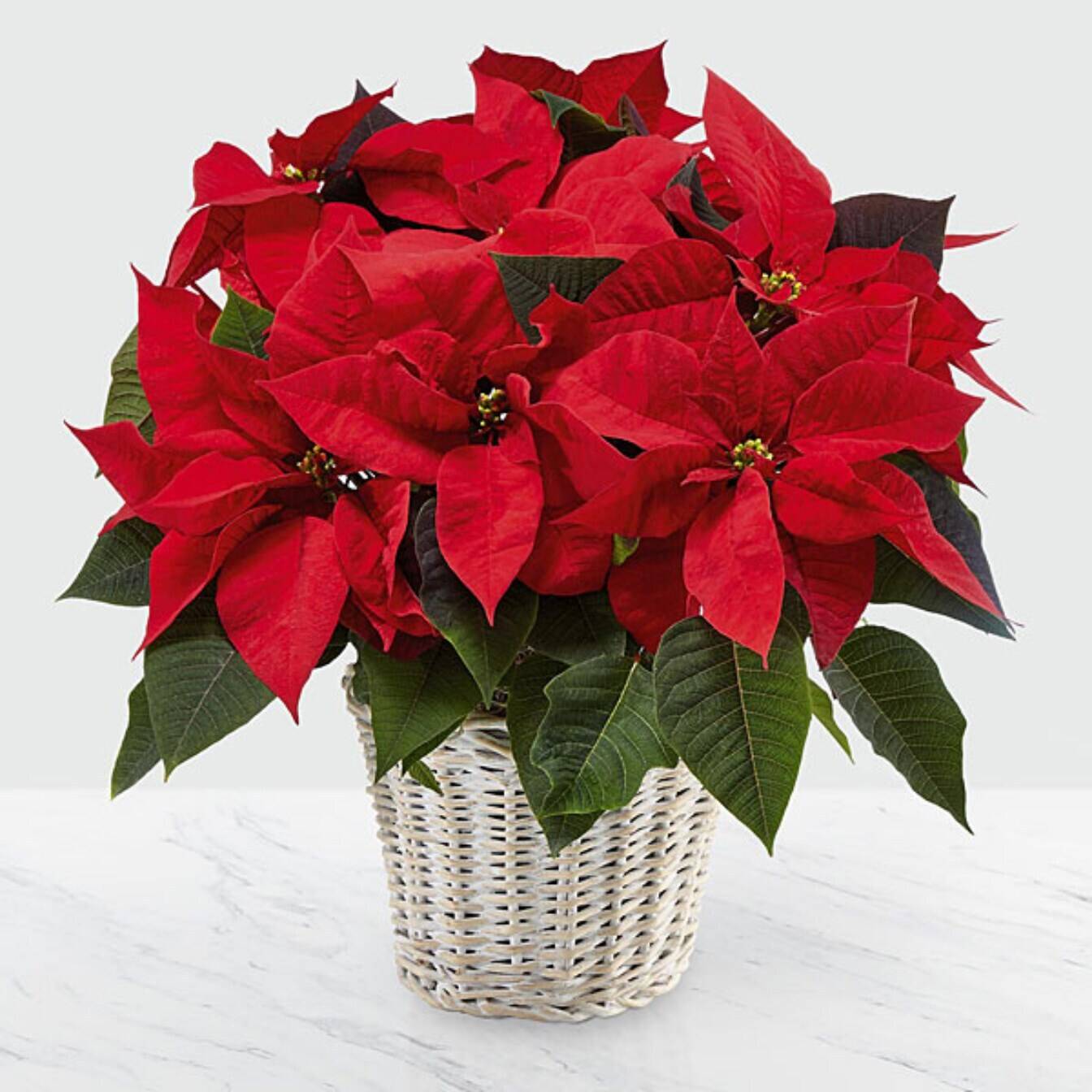 Topfpflanze, Blume, Blatt, Blütenblatt, Blumen-Arrangement, Topfpflanze, Blume, Blatt, Blütenblatt, Blumen-Arrangement, Topfpflanze, Blume, Blatt, Blütenblatt, Blumen-Arrangement, Topfpflanze, Blume, Blatt, Blütenblatt, Blumen-Arrangement