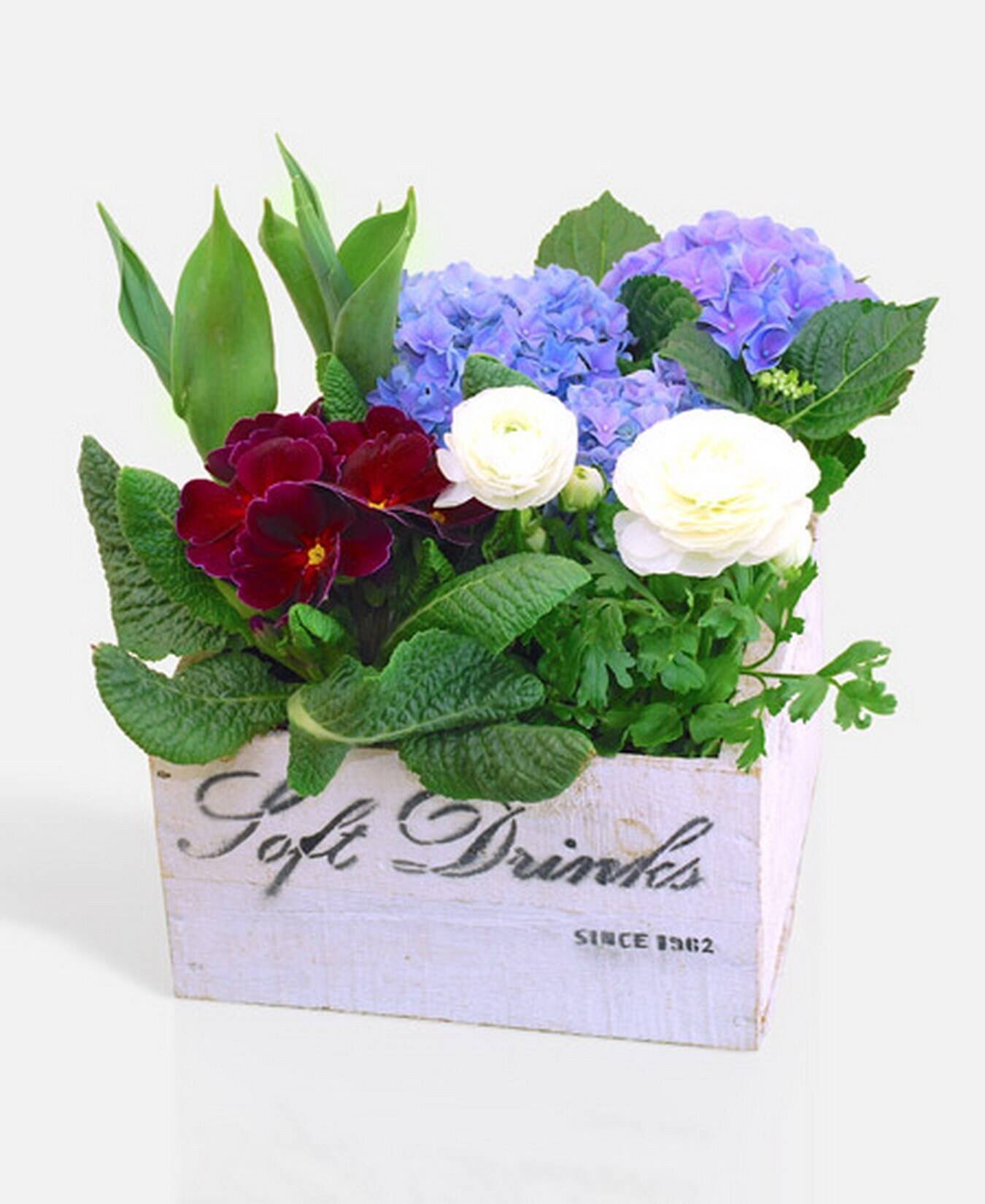 Blume, Blumen-Arrangement, Blumenstrauß, Rose, Topfpflanze, Blume, Blumen-Arrangement, Blumenstrauß, Rose, Topfpflanze, Blume, Blumen-Arrangement, Blumenstrauß, Rose, Topfpflanze, Blume, Blumen-Arrangement, Blumenstrauß, Rose, Topfpflanze