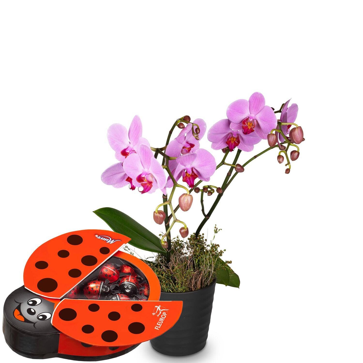 Orchidee, Pinke Orchidee, Topfpflanze, Ladybug-Box, Geschenkarrangement, orchidee, pflanze, blume, topf, Motte, geschenk, orchidee, Topfpflanze, rosa Orchidee, Blumenarrangement, Geschenkset, orchidee, pink, pflanze, topf, zubehör