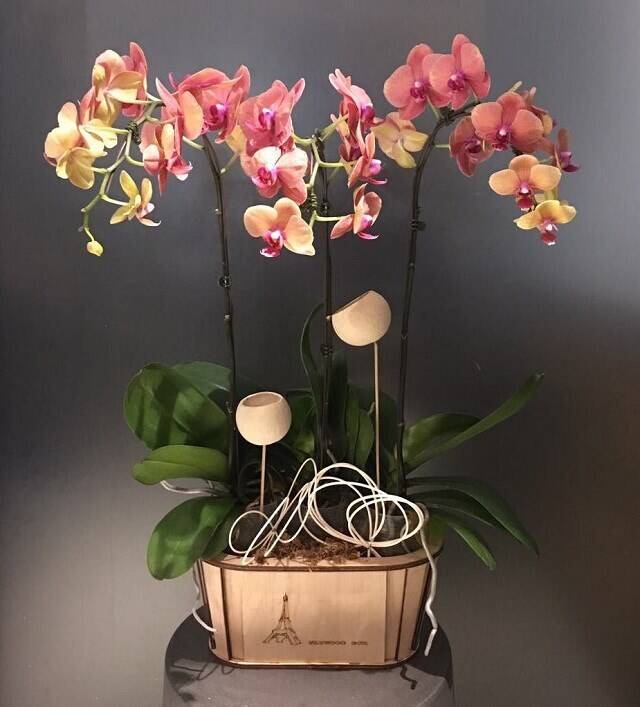 Blume, Pflanze, Orchidee, Blumen-Arrangement, Blume, Pflanze, Orchidee, Blumen-Arrangement, Blume, Pflanze, Orchidee, Blumen-Arrangement, Blume, Pflanze, Orchidee, Blumen-Arrangement, Blume, Pflanze, Orchidee, Blumen-Arrangement