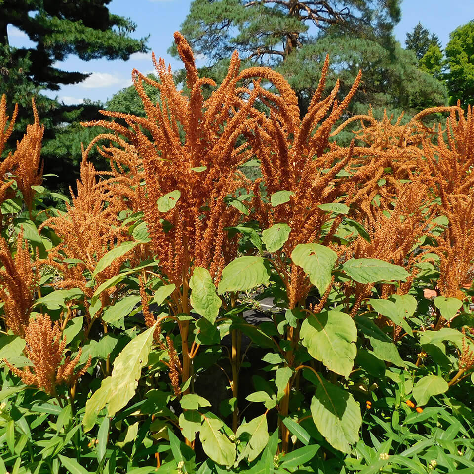 Blüte von Amaranthus caudatus ‘Hot Biscuits’