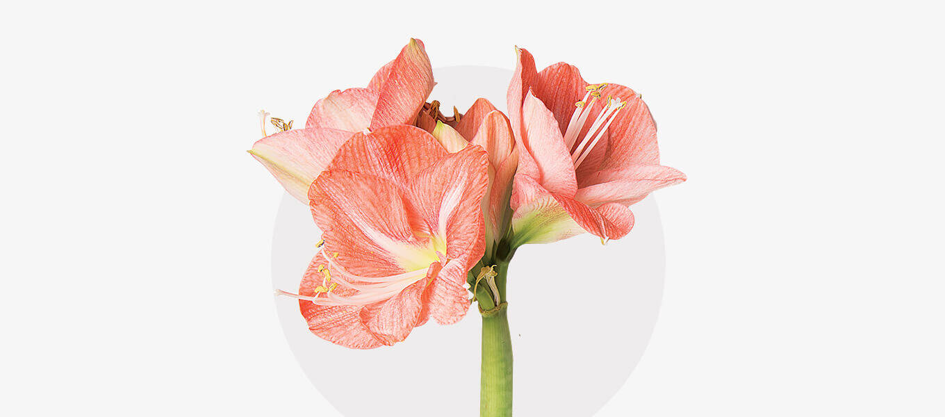 Eine apricot farbene Amaryllis